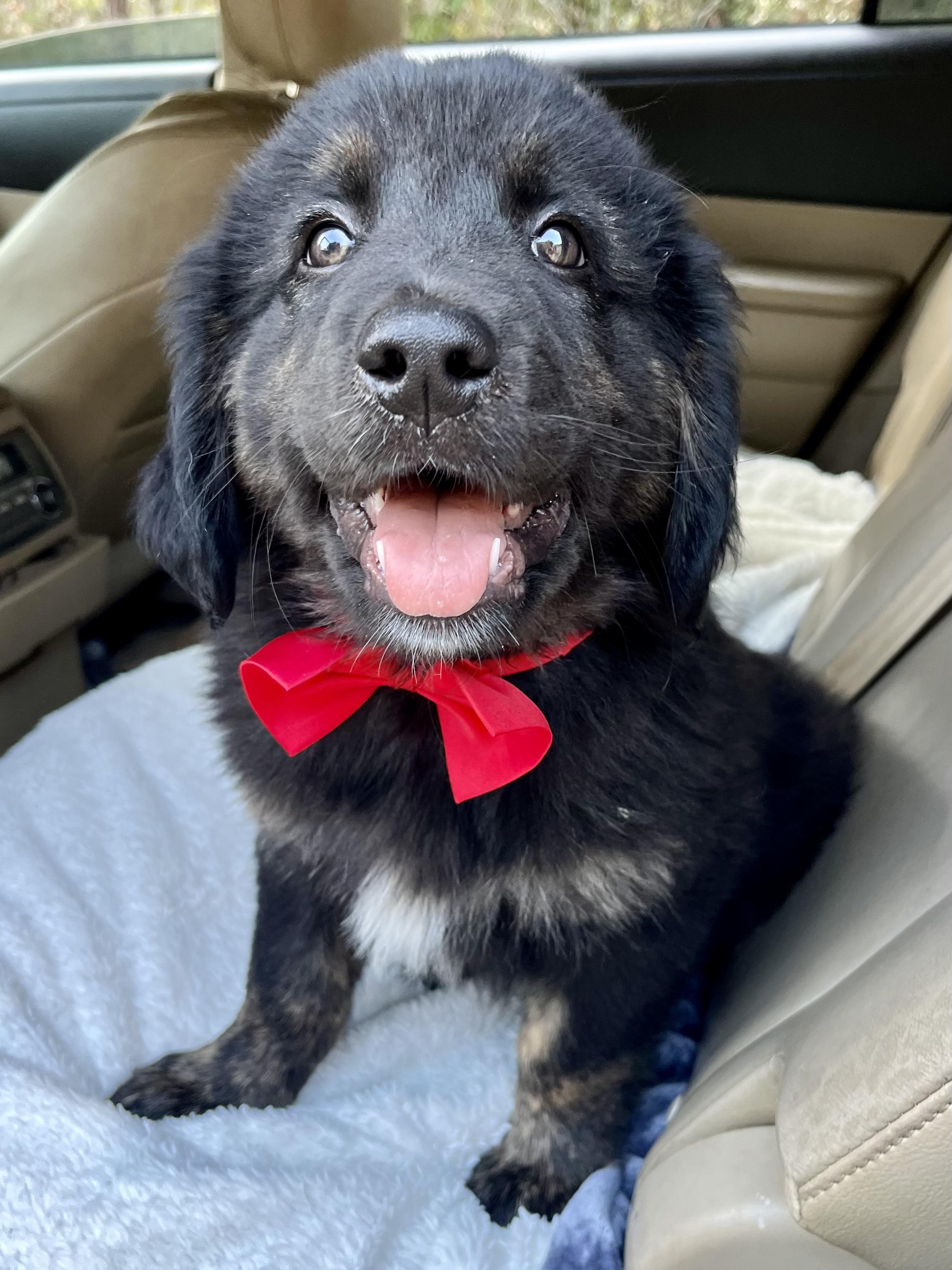 Enlarge Bud, an adopted mixed breed in Barnwell , SC image 6/6