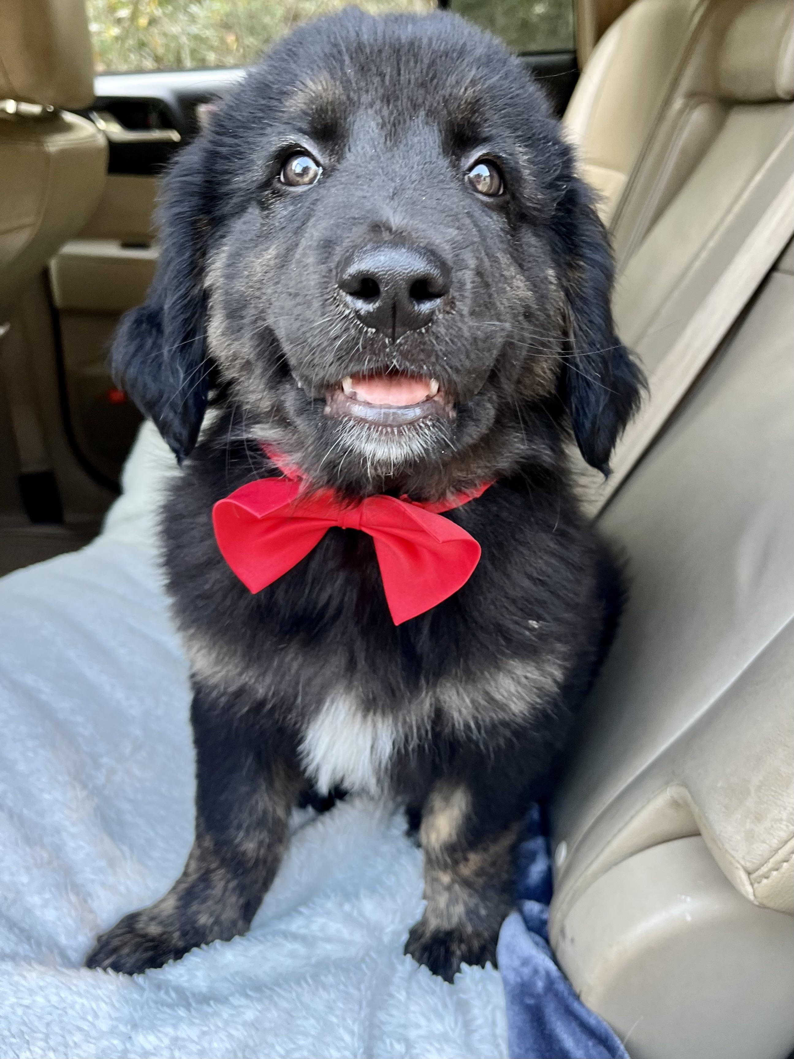 Enlarge Bud, an adopted mixed breed in Barnwell , SC image 5/6