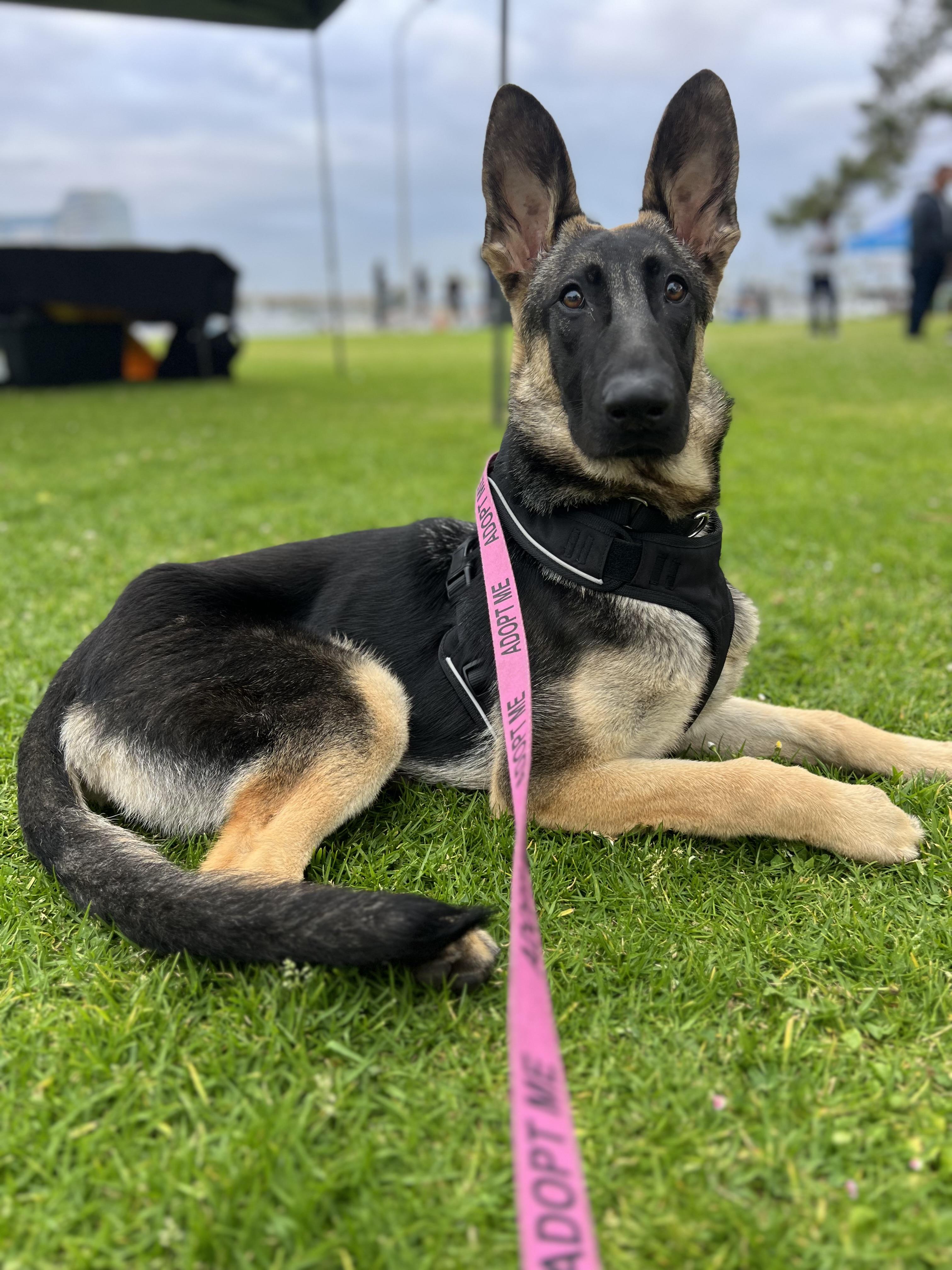 Livie , ADOPTABLE, Young Female German Shepherd Dog.