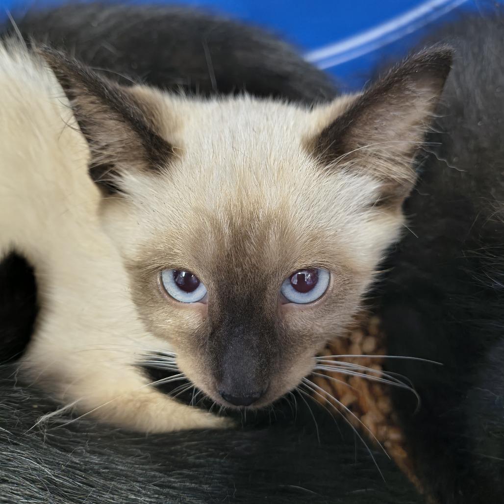 Yeti, Adoptable, Kitten Male Siamese.