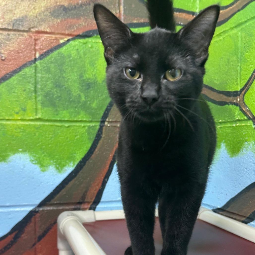Clarksdale, Adoptable, Kitten Male Domestic Short Hair.