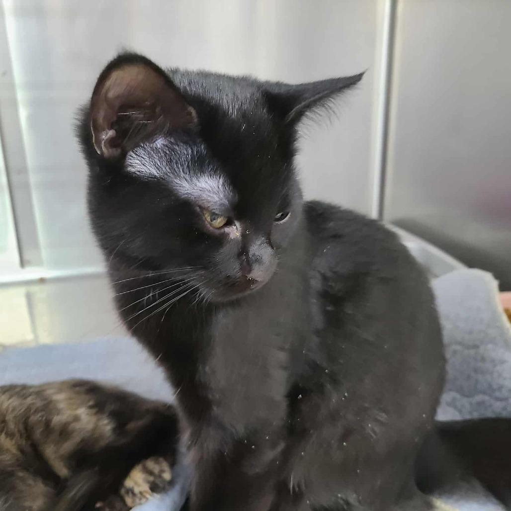 Clarksdale, Adoptable, Kitten Male Domestic Short Hair.