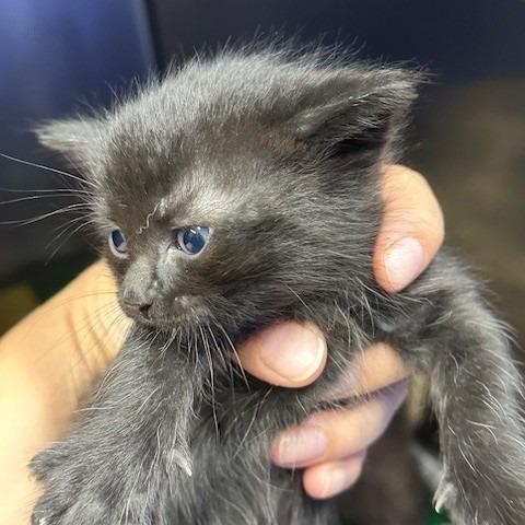 Clarksdale, a Adoptable Domestic Short Hair in Coos Bay, OR image 2/2