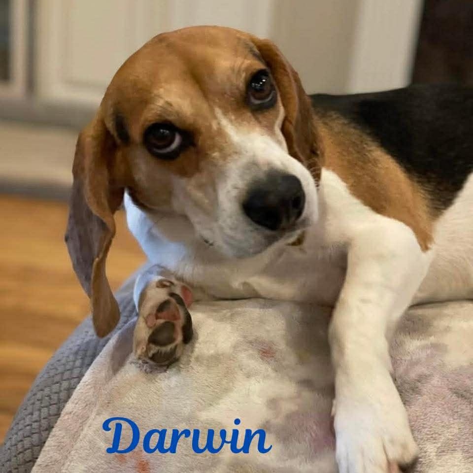 Enlarge DARWIN, a ADOPTABLE mixed breed in Madisonville, LA image 2/3