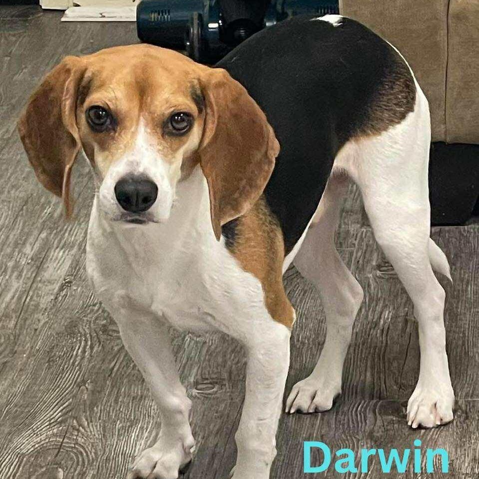 Enlarge DARWIN, a ADOPTABLE mixed breed in Madisonville, LA image 1/3