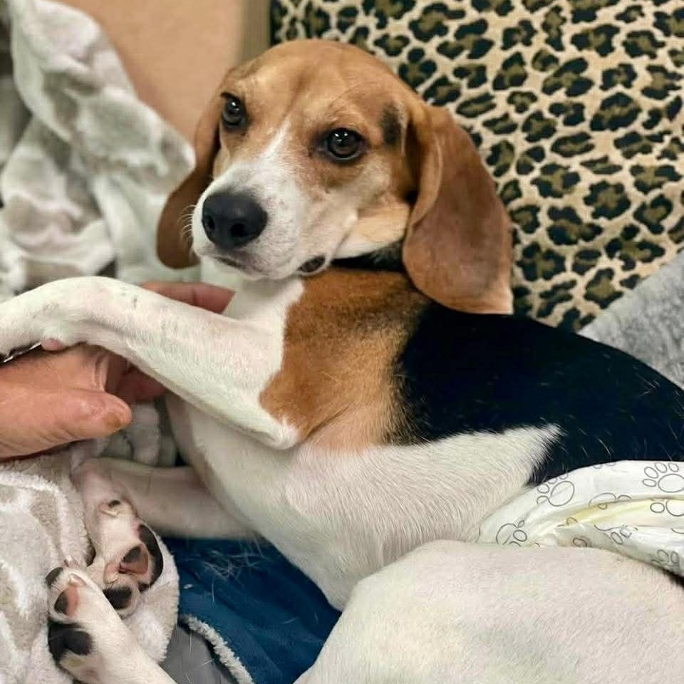 Enlarge DARWIN, a ADOPTABLE mixed breed in Madisonville, LA image 3/3