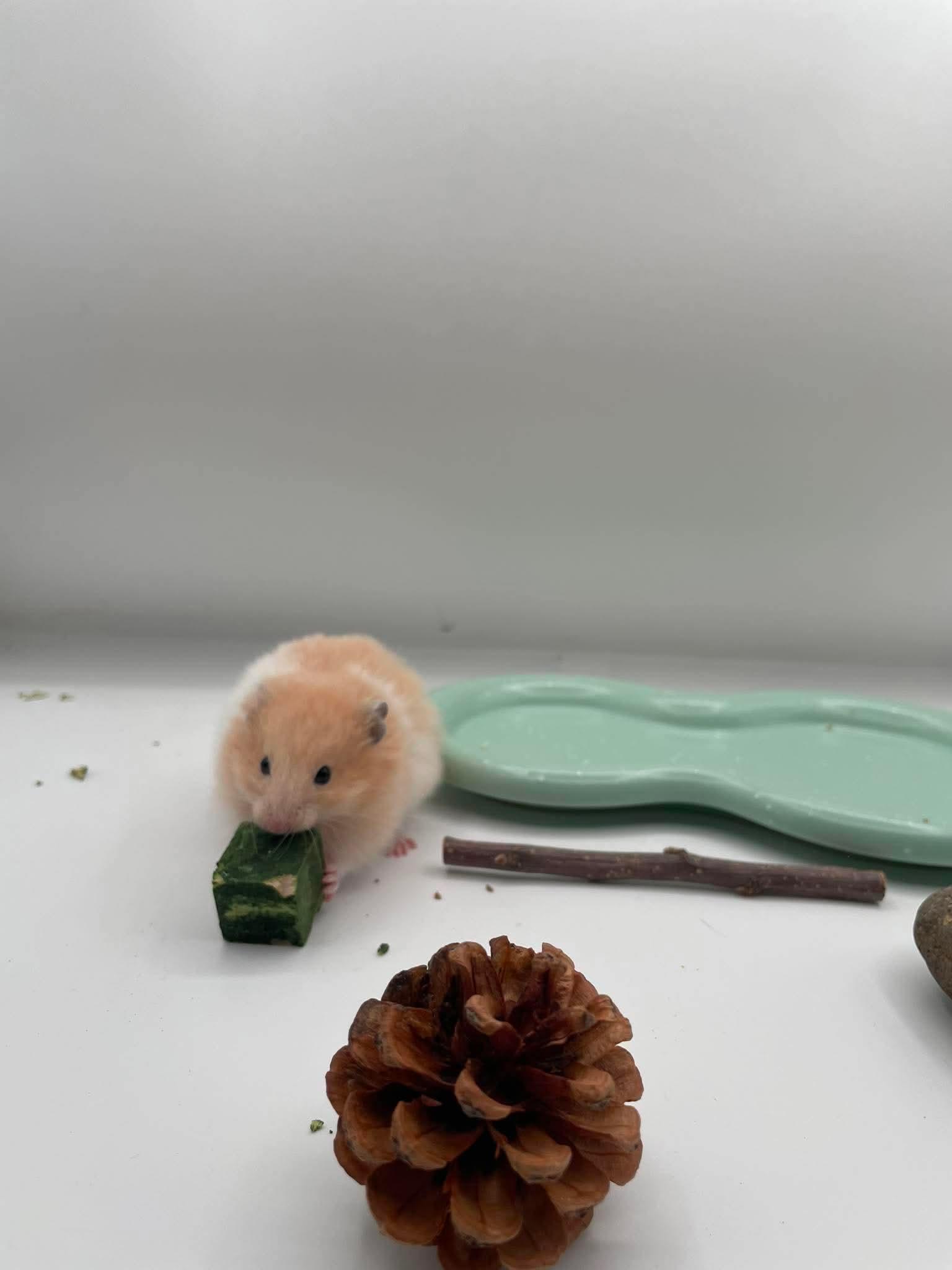 Lentil, a ADOPTABLE Hamster in Springfield, OR image 4/4