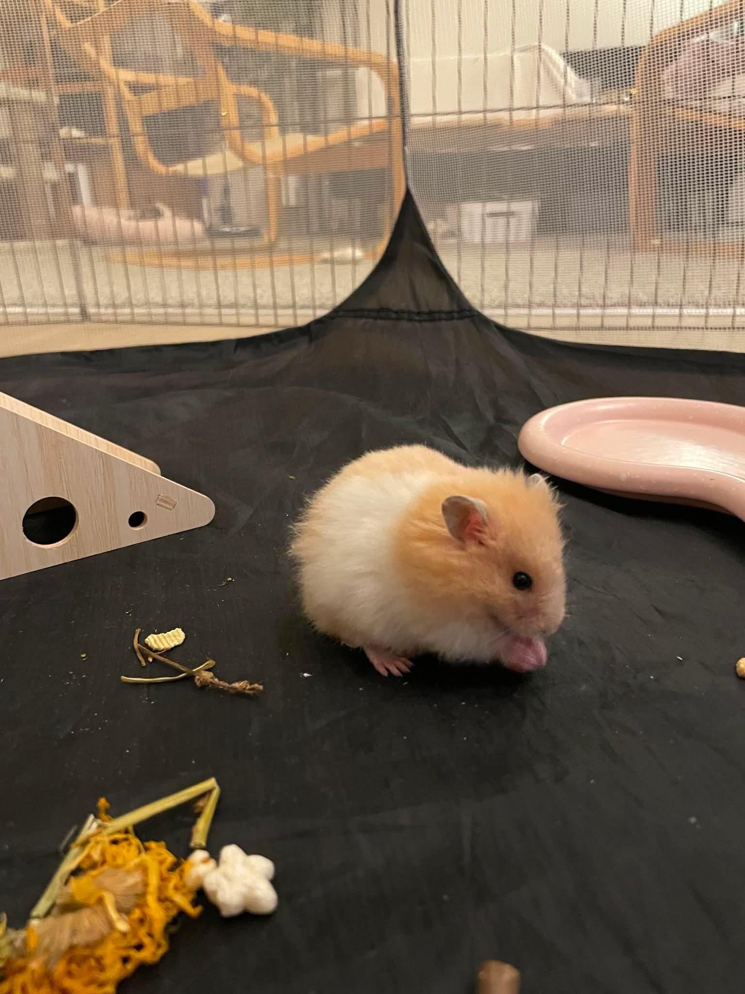 Lentil, ADOPTABLE, Baby Male Hamster.