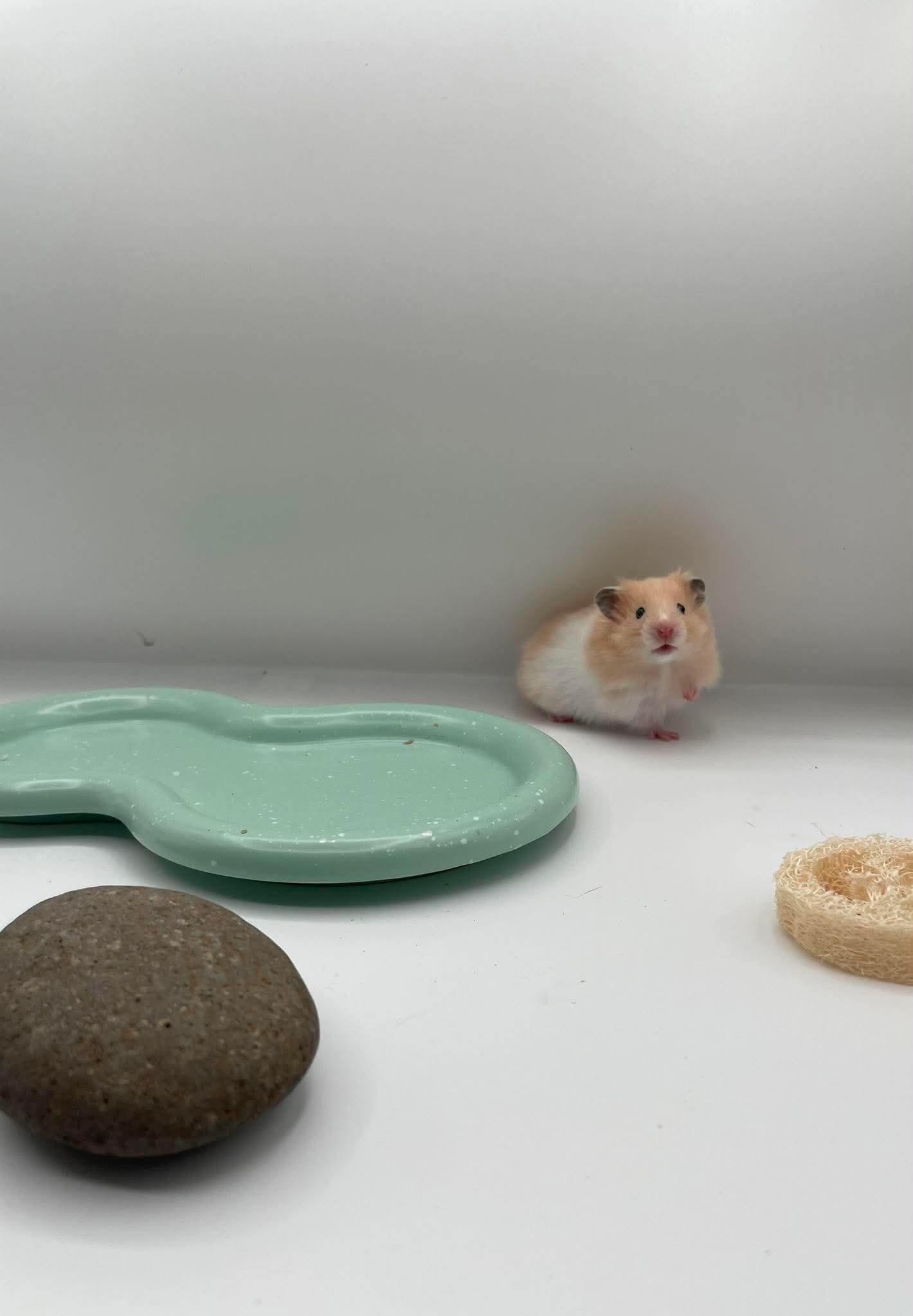 Lentil, a ADOPTABLE Hamster in Springfield, OR image 2/4