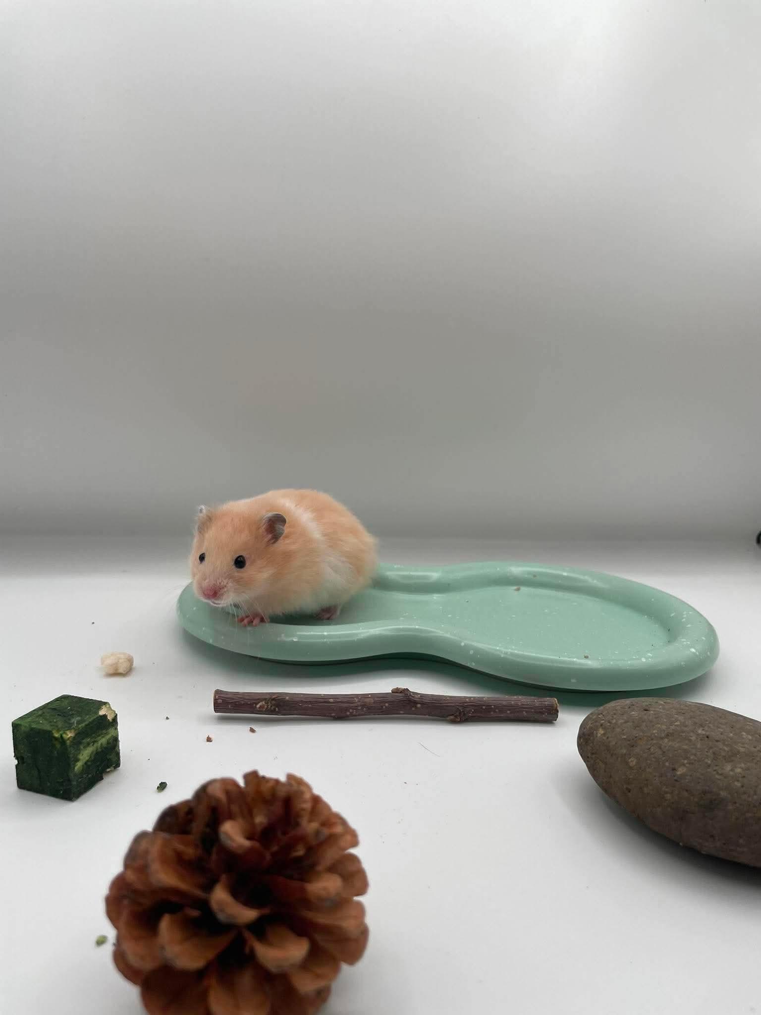 Lentil, a ADOPTABLE Hamster in Springfield, OR image 3/4