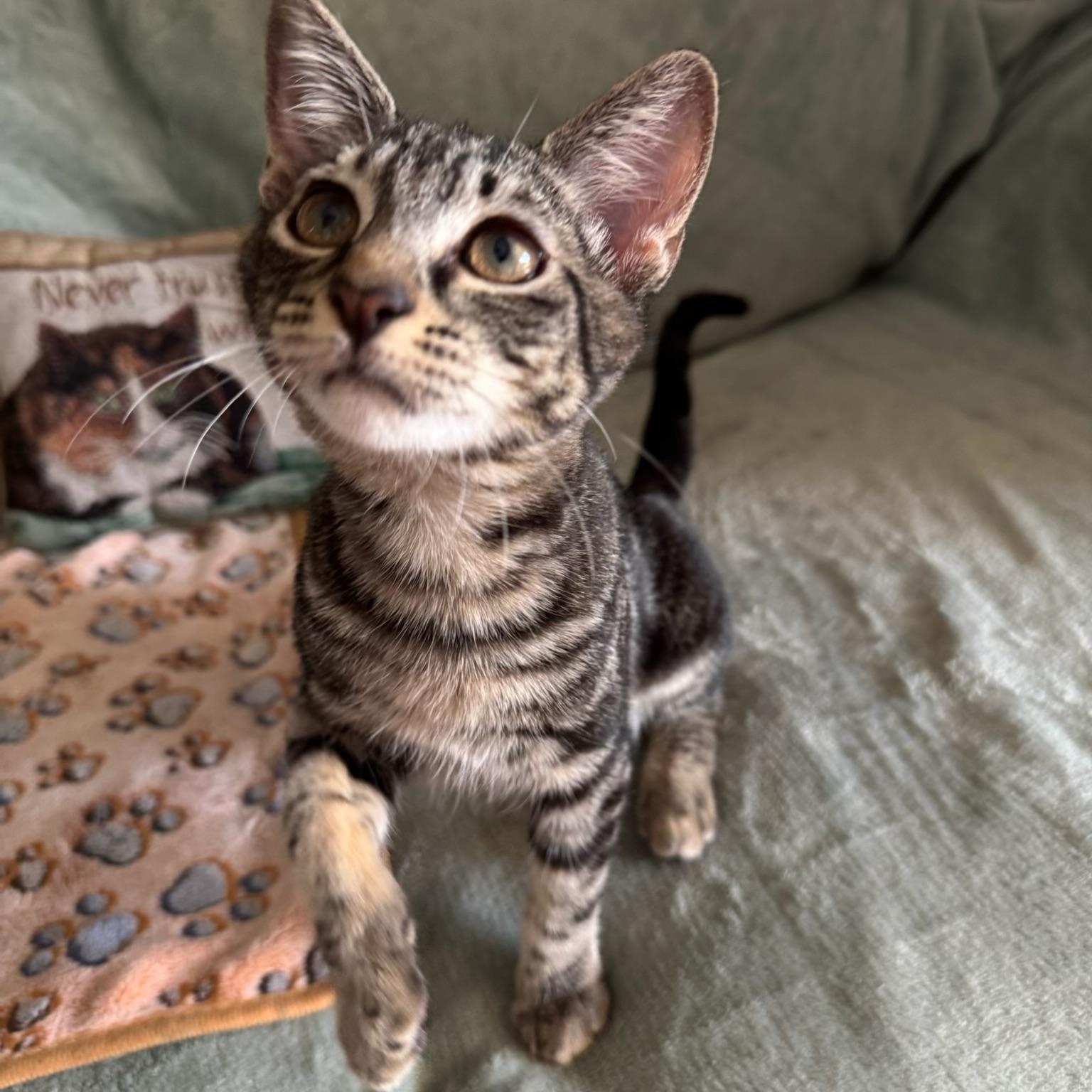 Romeo & Dobby BONDED, Adoptable, Kitten Male Domestic Short Hair.