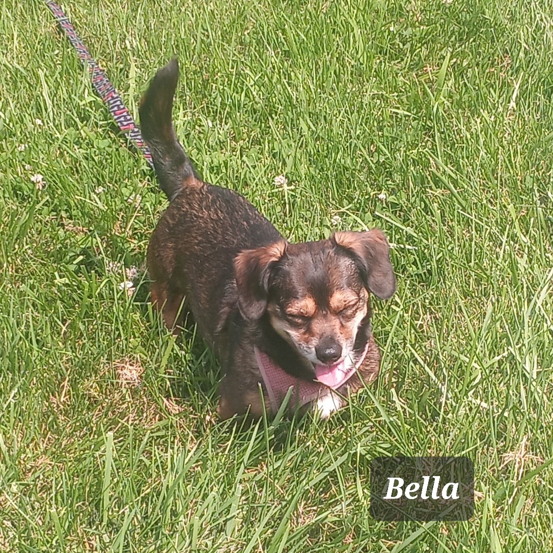 Enlarge KYLO AND BELLA bonded pair ***SPECIAL ADOPTION FEE***, a Adoptable Dachshund in Georgetown, KY image 2/5