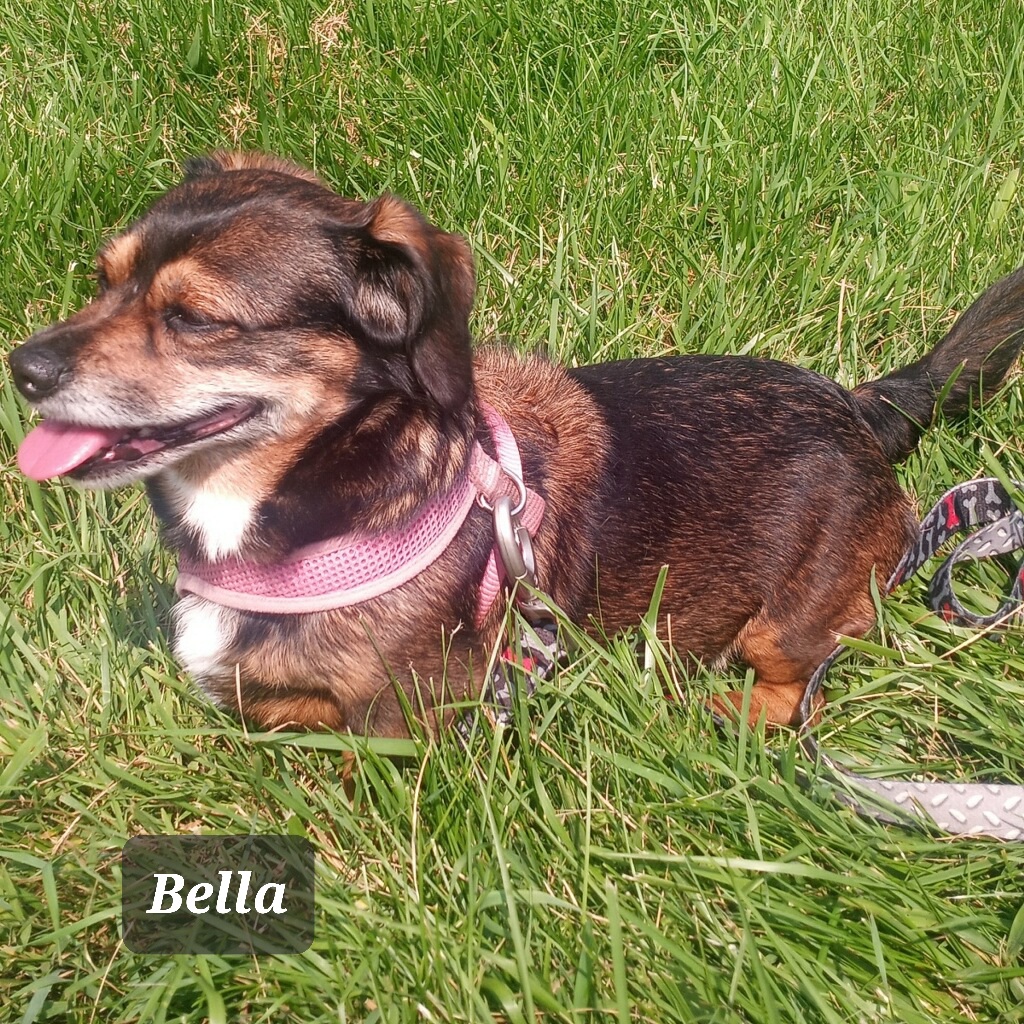 KYLO AND BELLA bonded pair ***SPECIAL ADOPTION FEE***