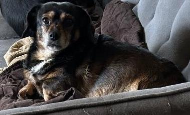 Enlarge KYLO AND BELLA bonded pair ***SPECIAL ADOPTION FEE***, a Adoptable Dachshund in Georgetown, KY image 1/5