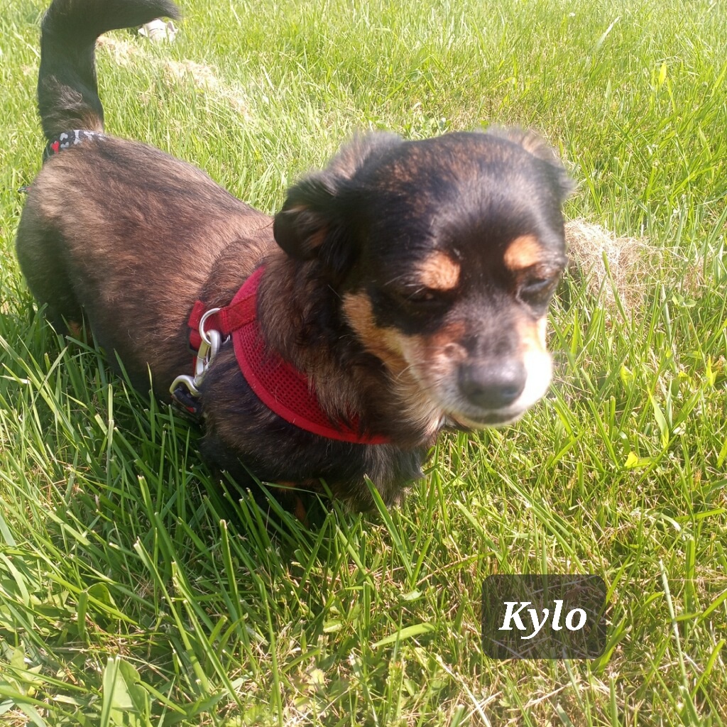 Enlarge KYLO AND BELLA bonded pair ***SPECIAL ADOPTION FEE***, a Adoptable Dachshund in Georgetown, KY image 4/5