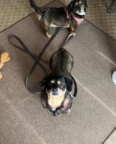 KYLO AND BELLA bonded pair, Adoptable, Adult Female Dachshund & Chihuahua.