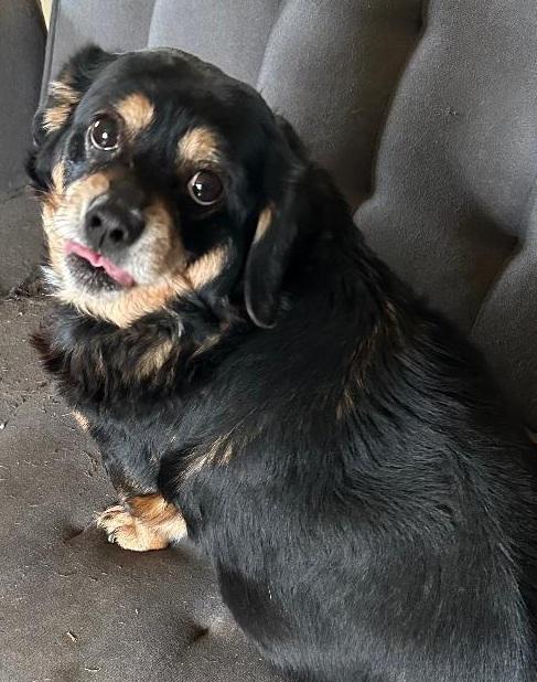 Enlarge KYLO AND BELLA bonded pair ***SPECIAL ADOPTION FEE***, a Adoptable Dachshund in Georgetown, KY image 2/5