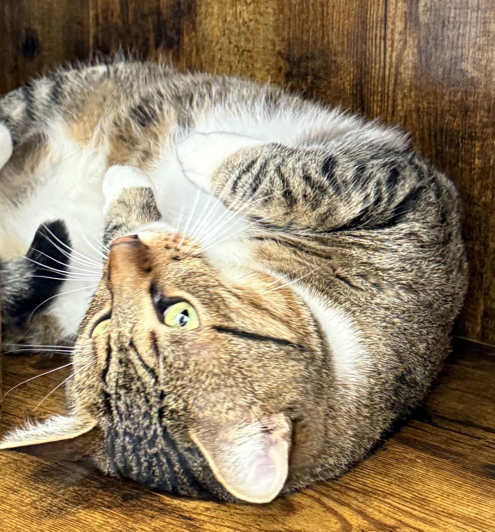 Tiger - your tabby treasure - CCC, Adoptable, Adult Male Tabby & Domestic Short Hair.