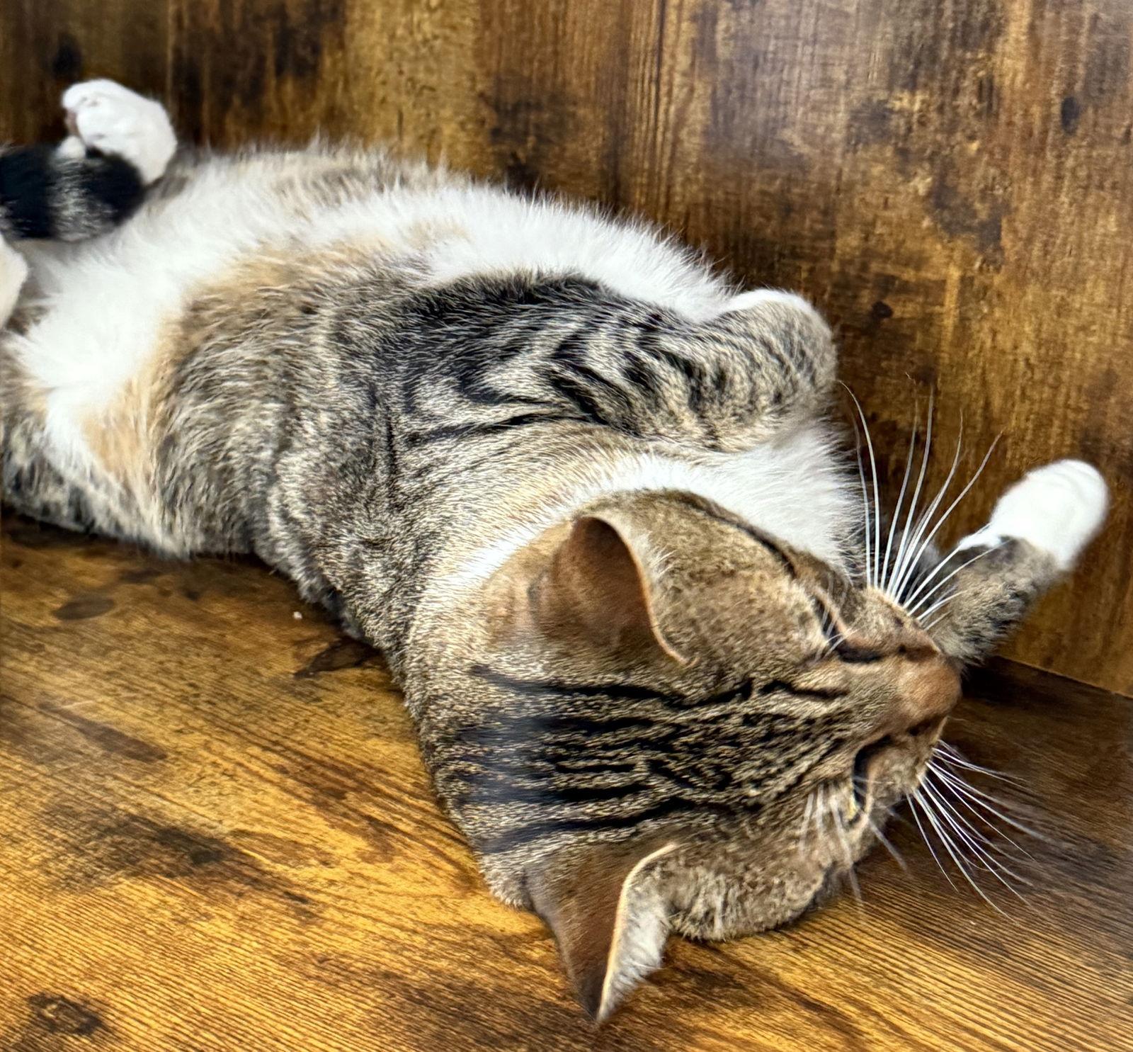 Tiger - your tabby treasure - CCC, a Adoptable mixed breed in San Luis Obispo, CA image 2/3