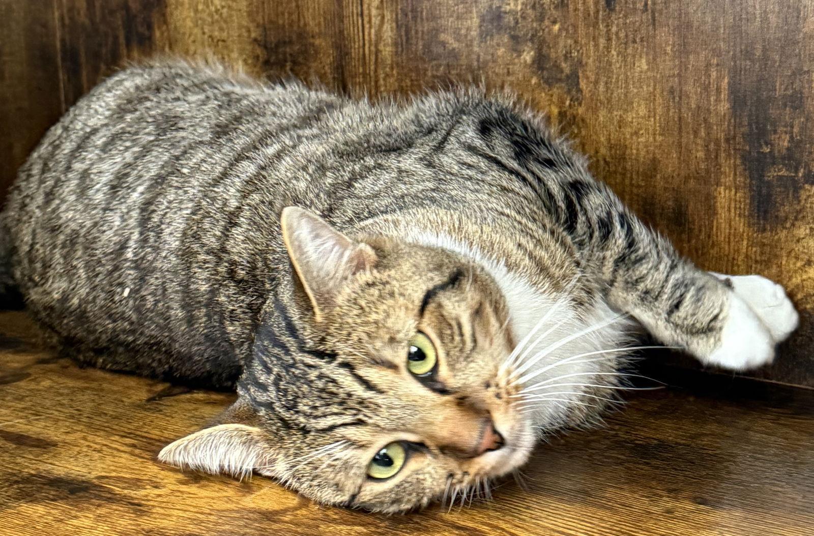 Tiger - your tabby treasure - CCC, a Adoptable mixed breed in San Luis Obispo, CA image 3/3