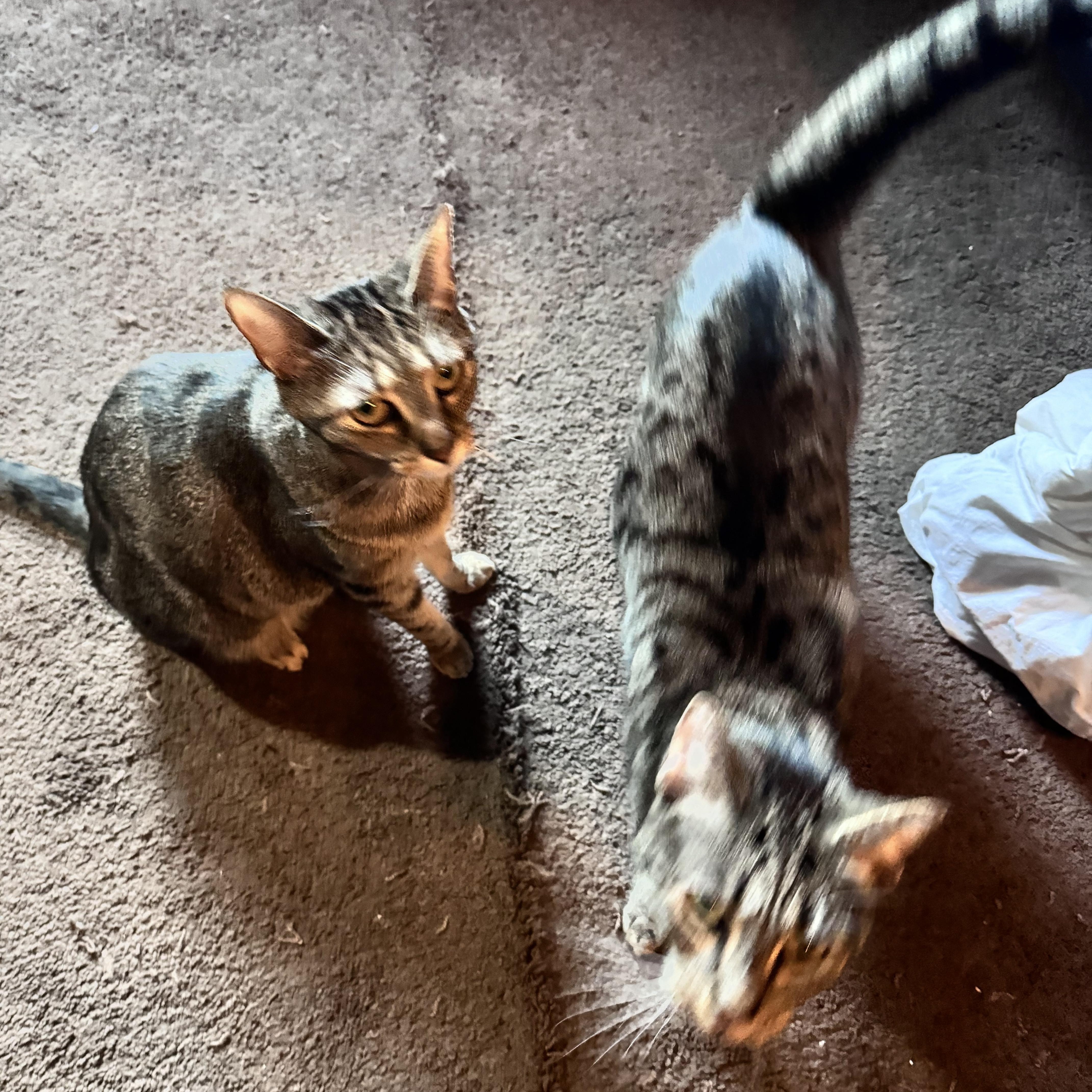 Lexi and Nala, ADOPTABLE, Young Female Domestic Short Hair.