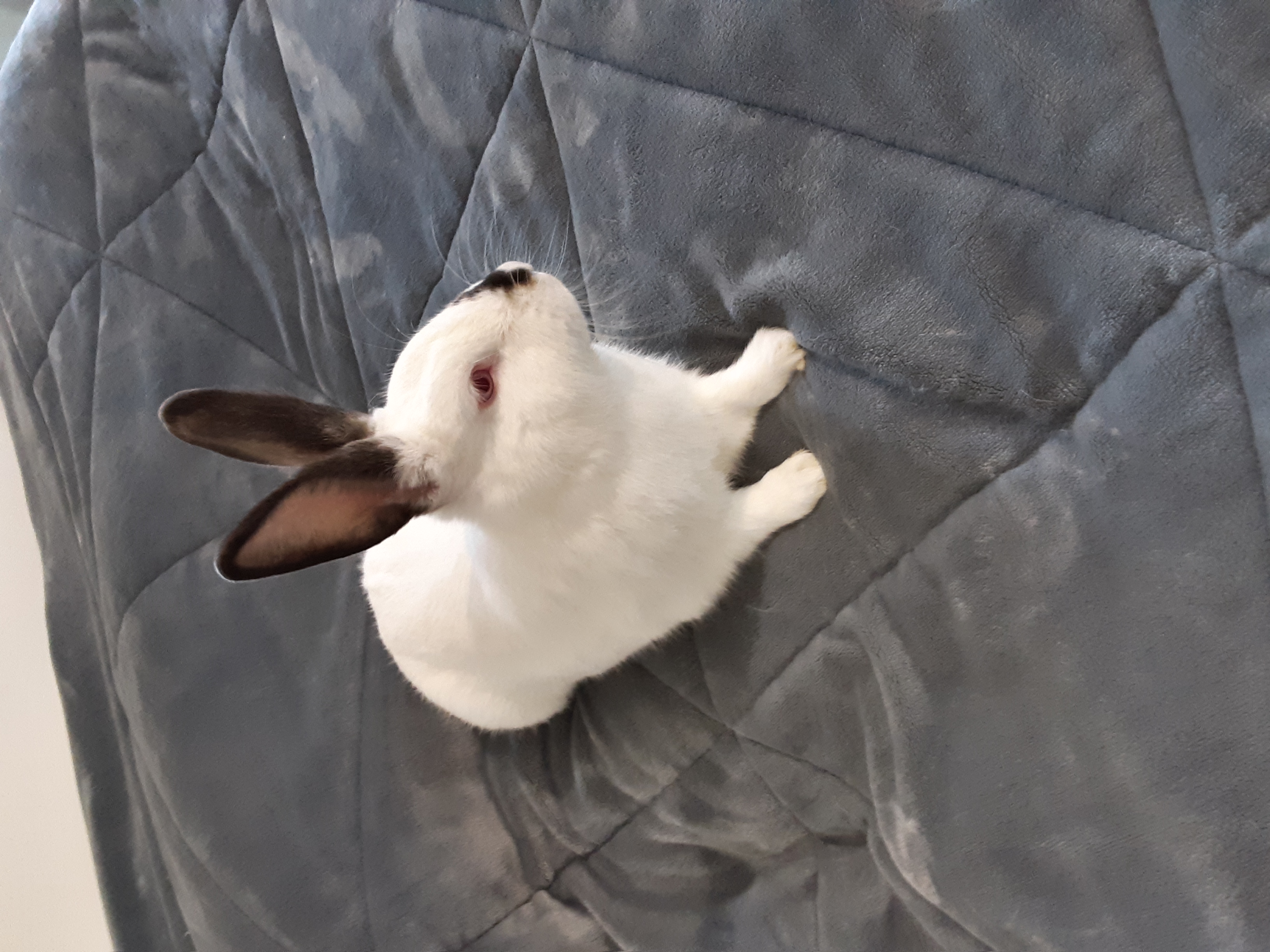 Walter