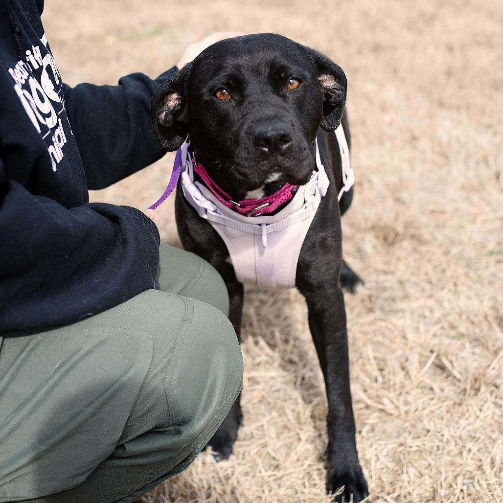 Maisie, Adoptable, Adult Female Black Labrador Retriever & Mixed Breed.