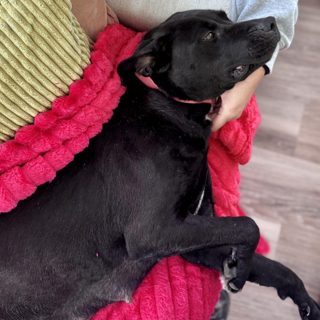 Maisie, Adoptable, Adult Female Black Labrador Retriever & Pit Bull Terrier.