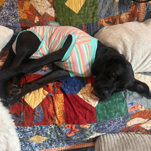 Maisie, a Adoptable mixed breed in Chapel Hill, NC image 3/6