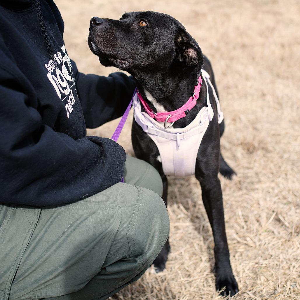 Enlarge Maisie, a Adoptable mixed breed in Chapel Hill, NC image 3/6