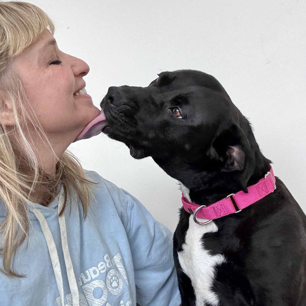 Maisie, a Adoptable mixed breed in Chapel Hill, NC image 2/4