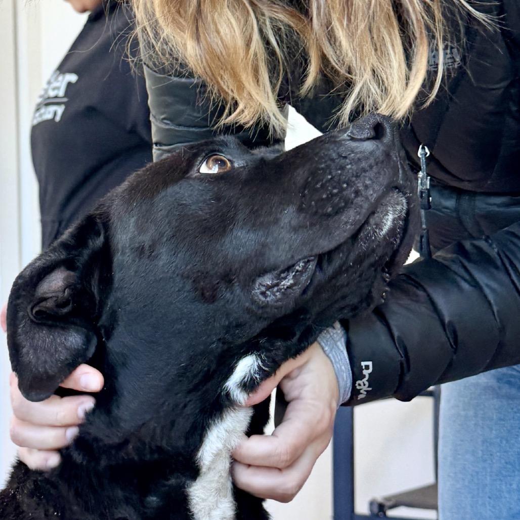 Maisie, a Adoptable mixed breed in Chapel Hill, NC image 3/4