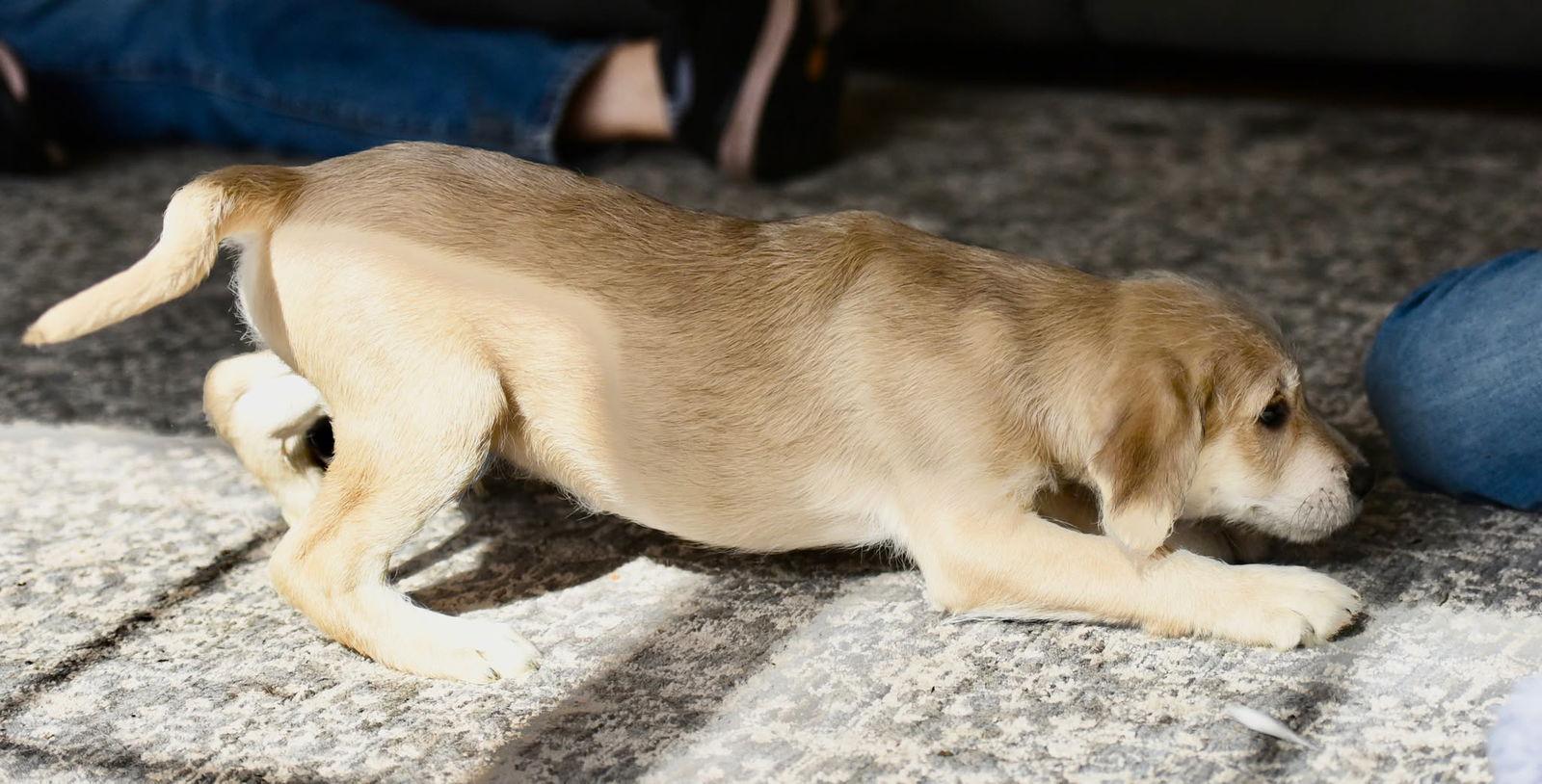 Enlarge Caleb, a Adopted mixed breed in Mechanicsburg, PA image 2/3