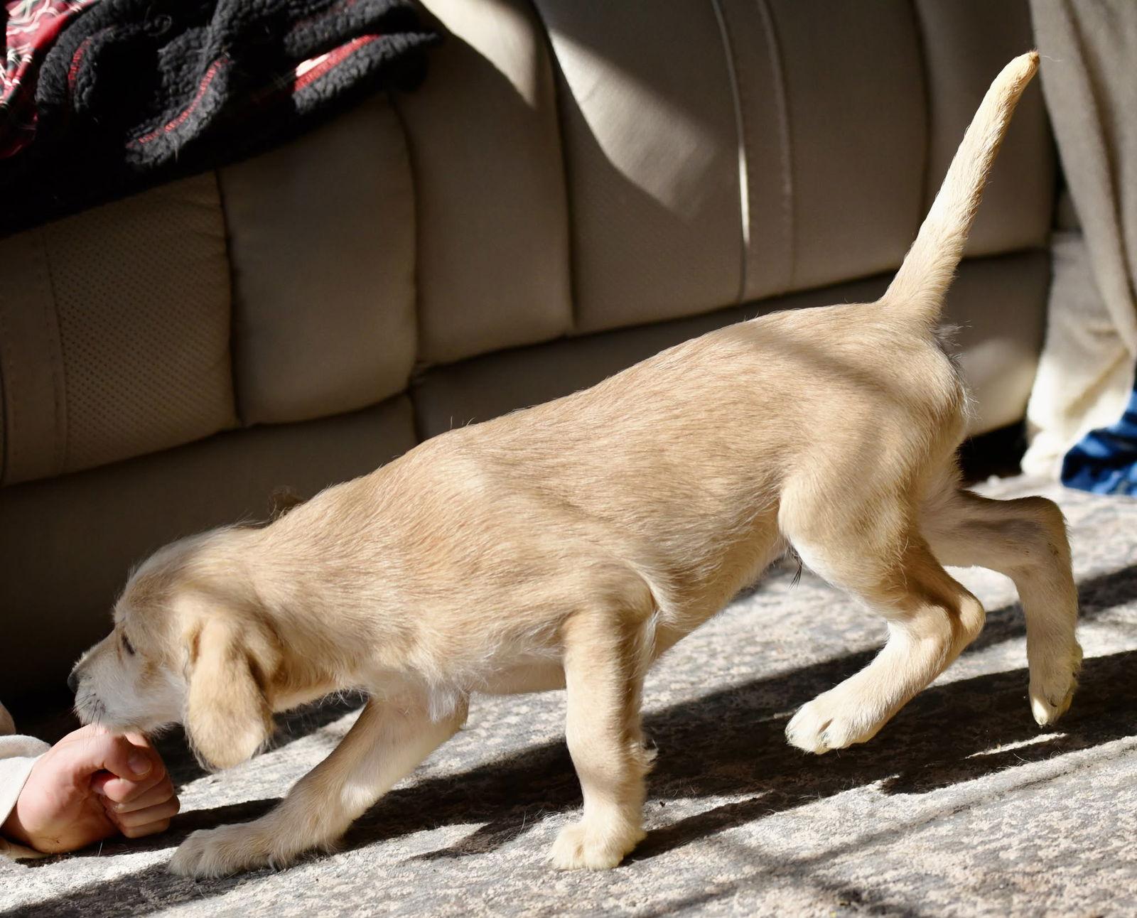 Enlarge Caleb, a Adopted mixed breed in Mechanicsburg, PA image 3/3