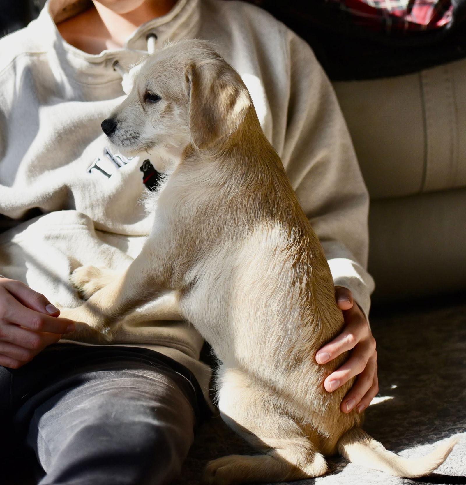 Caleb, Adoptable, Puppy Male Labrador Retriever & Poodle.