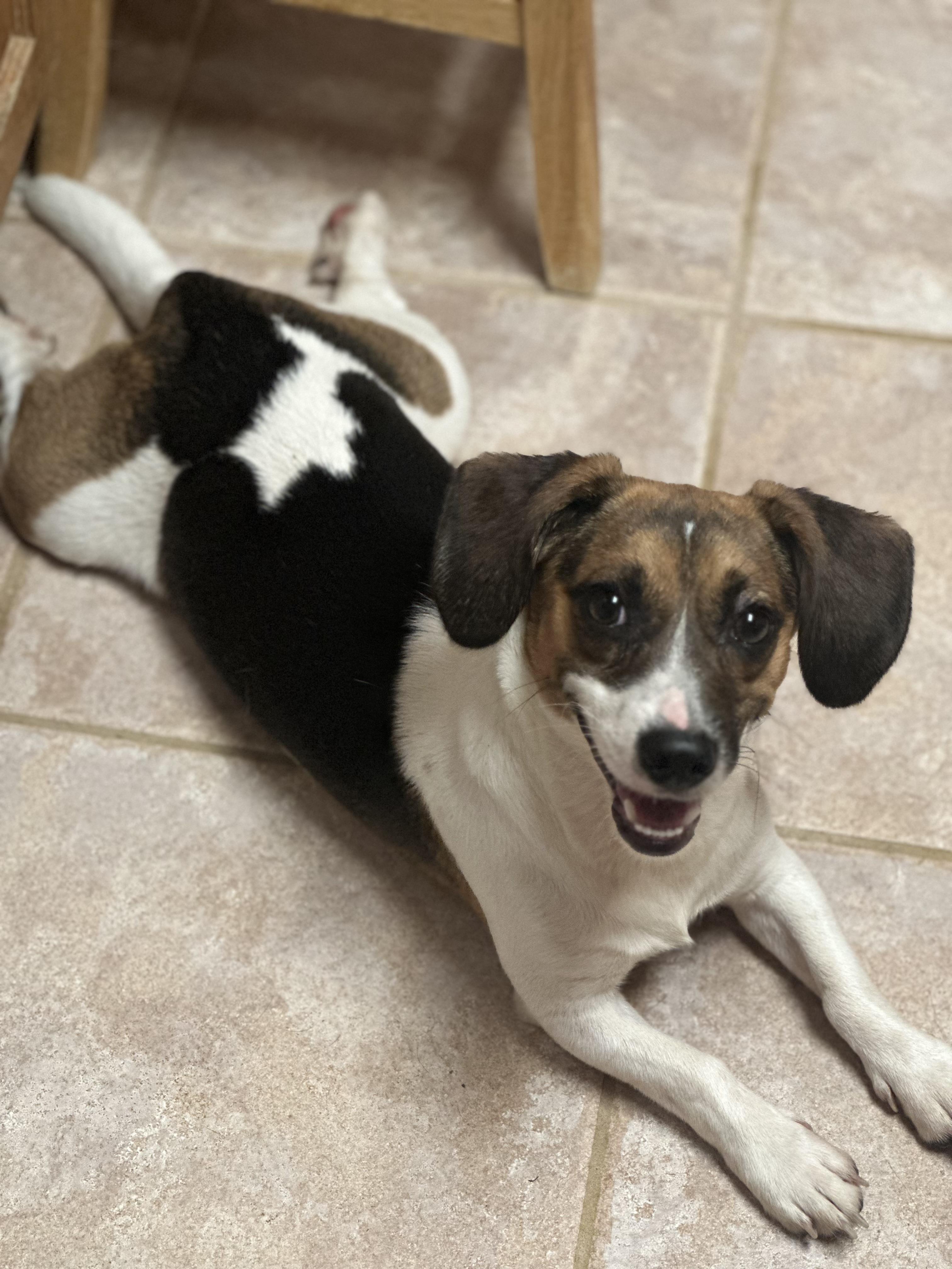 Enlarge Cracker jack, a Adoptable mixed breed in Walker, LA image 1/1