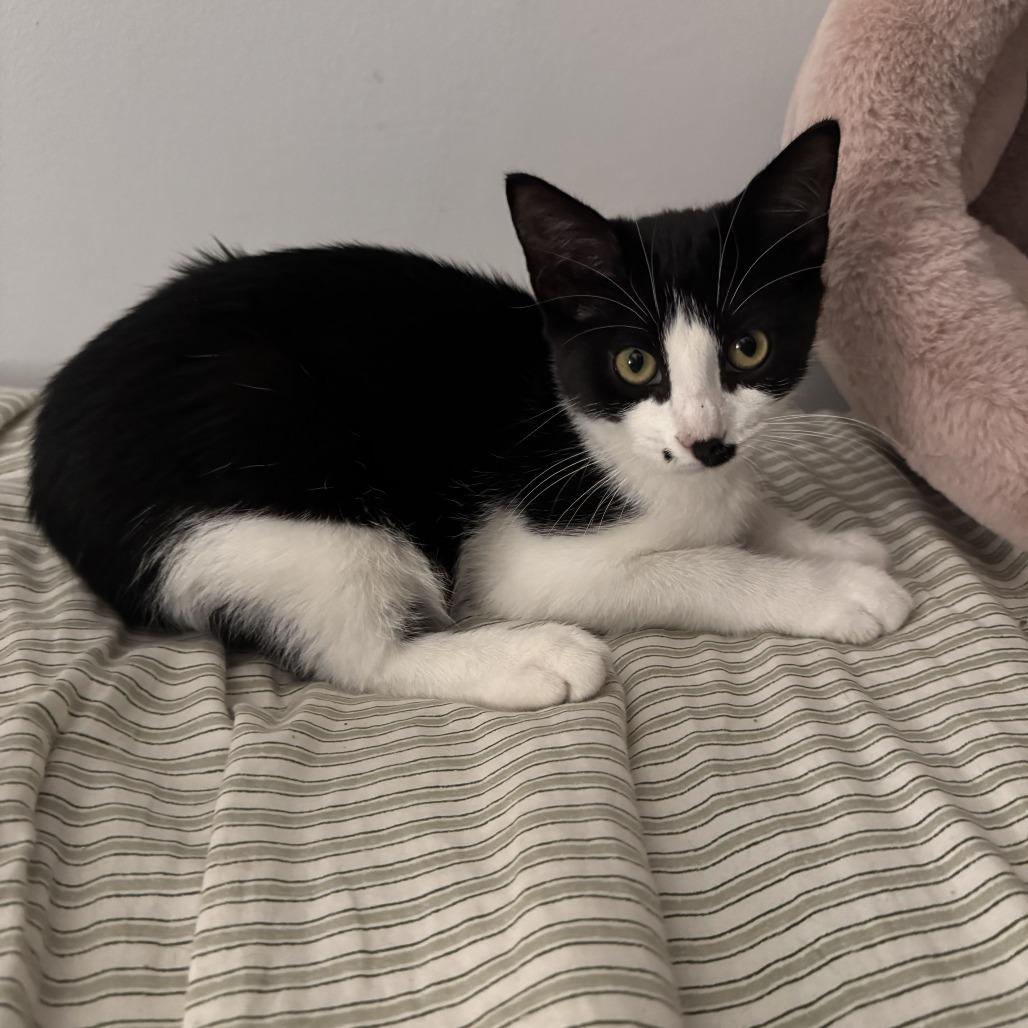 Montgomery 22788, Adoptable, Kitten Male Domestic Short Hair.