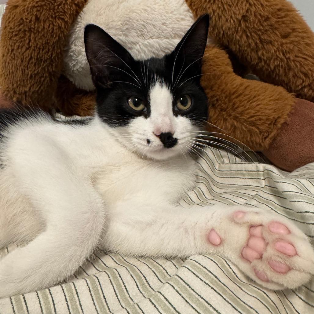 Enlarge Montgomery 22788, a Adoptable Domestic Short Hair in Minneapolis, MN image 2/2