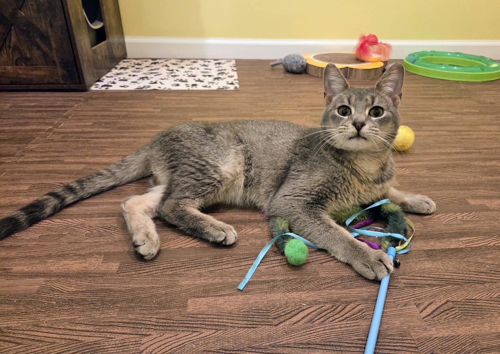 Kelby, Adoptable, Young Male Domestic Short Hair.