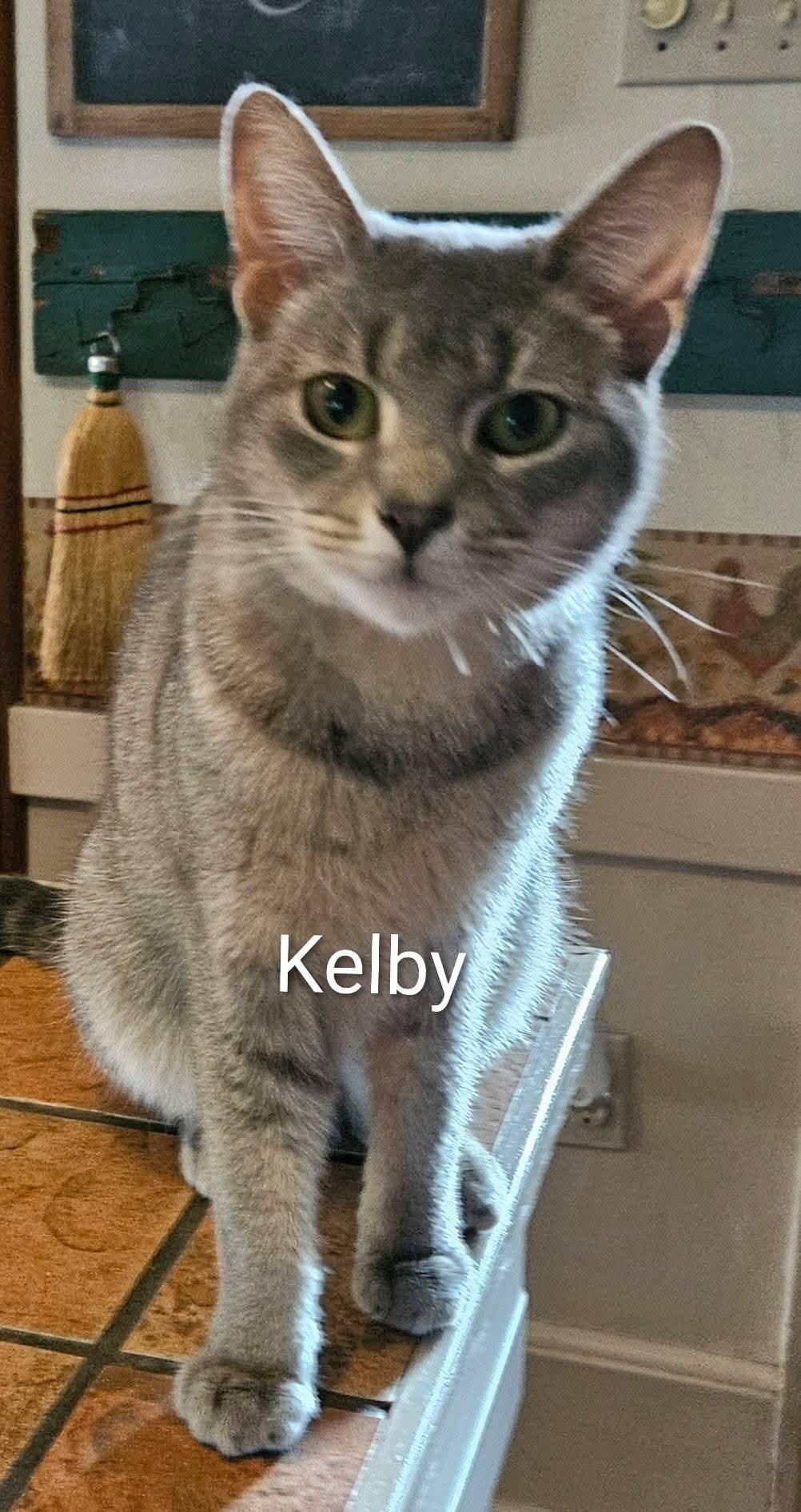 Kelby, a Adoptable Domestic Short Hair in Allentown, PA image 2/2