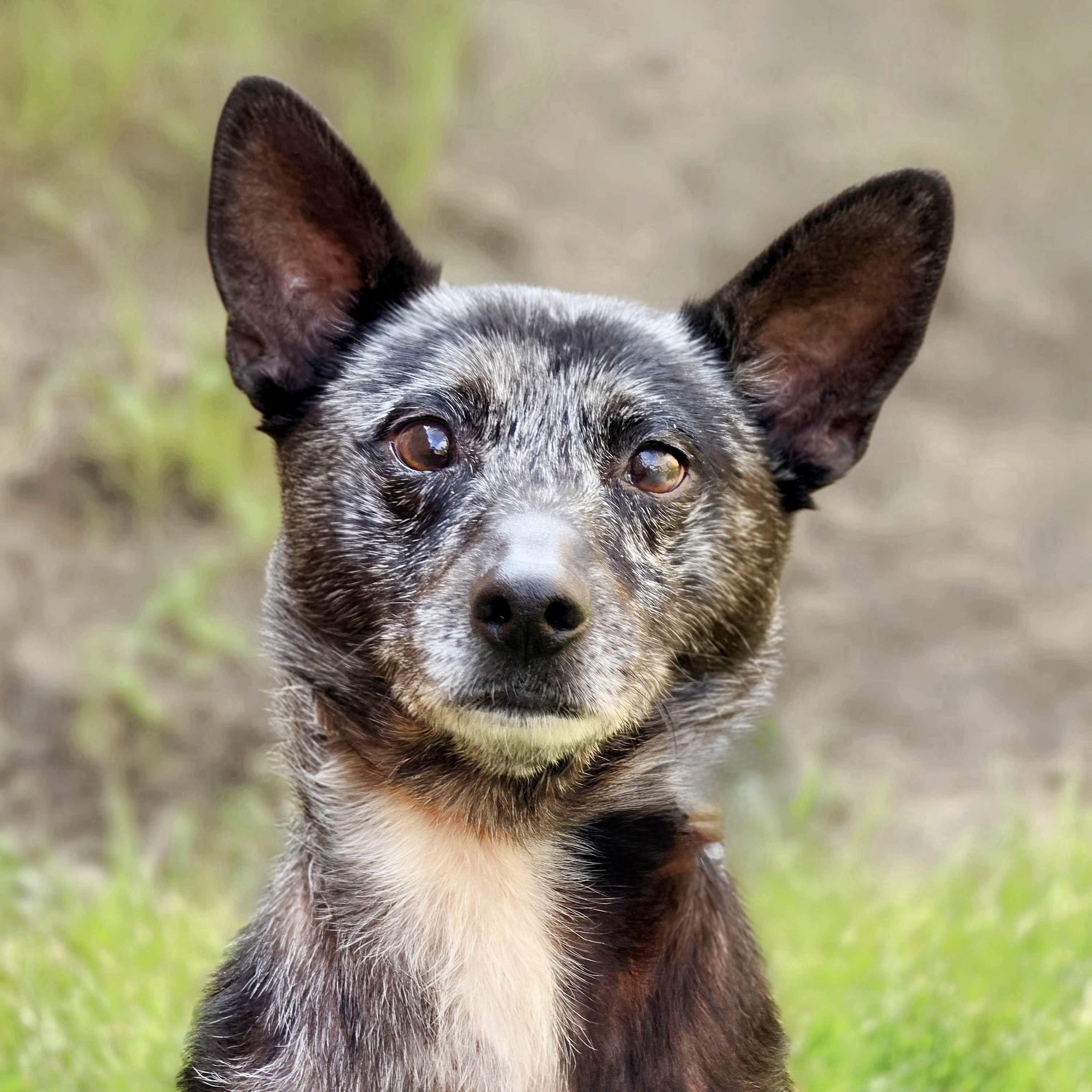 Joxer, an adoptable mixed breed in Itasca, IL image 1/4