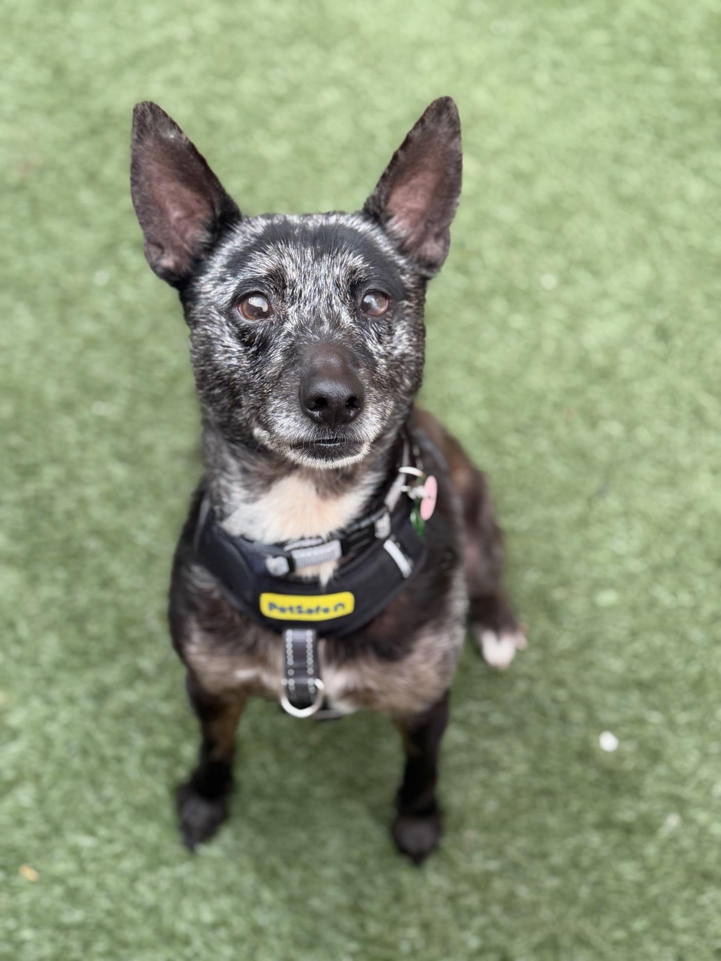 Joxer, an adoptable mixed breed in Itasca, IL image 4/4