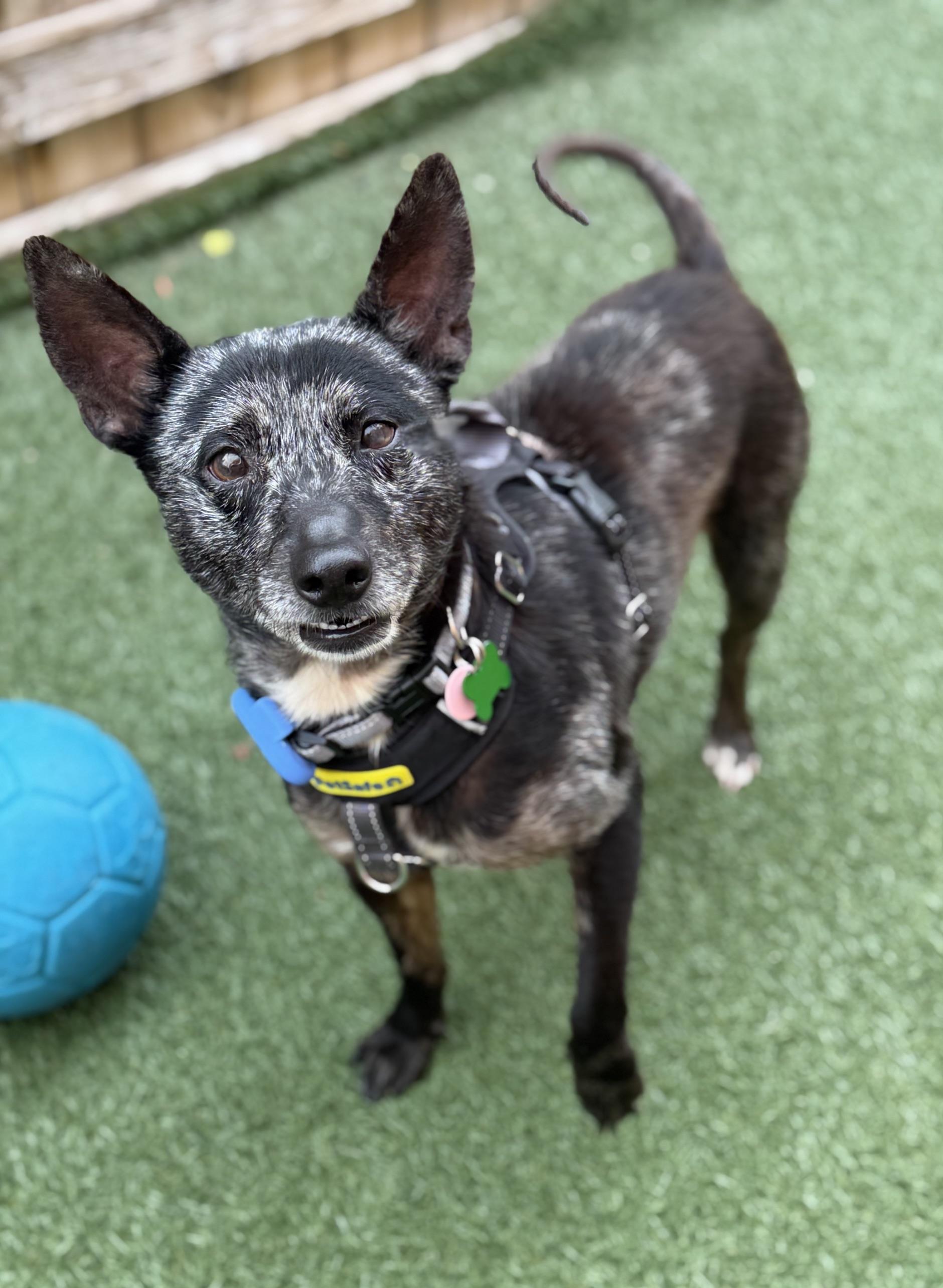Joxer, an adoptable mixed breed in Itasca, IL image 3/4