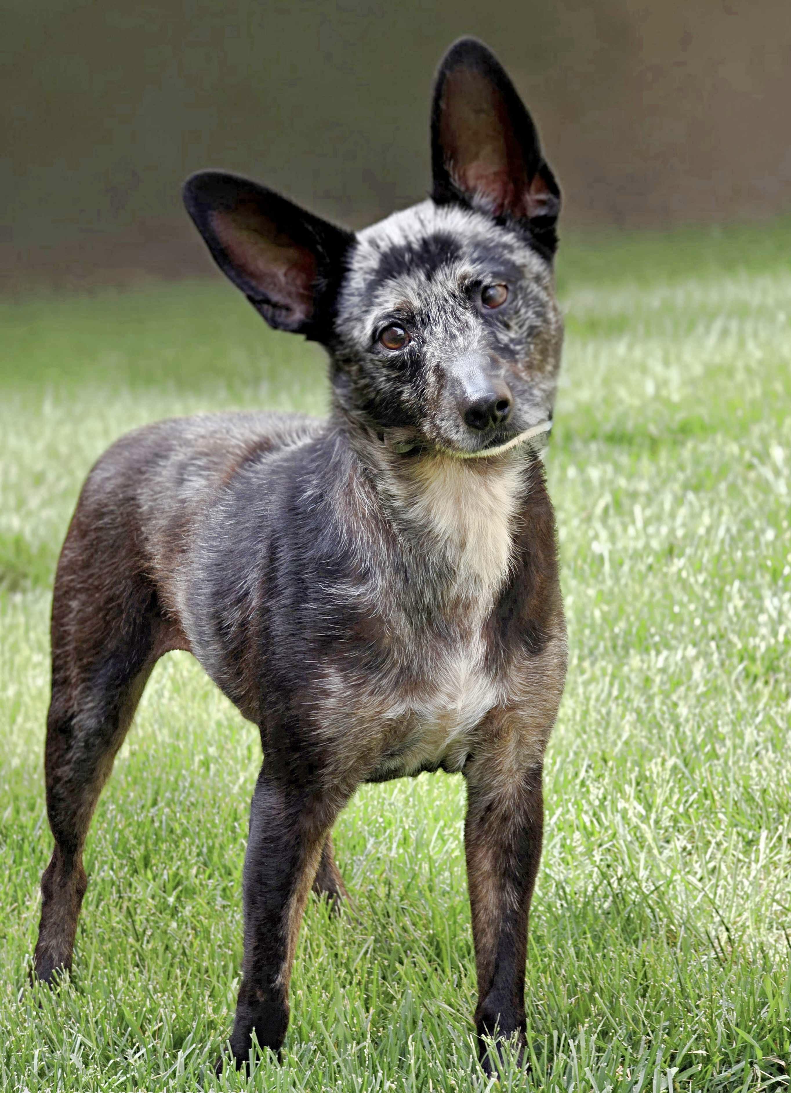 Joxer, an adoptable mixed breed in Itasca, IL image 2/4