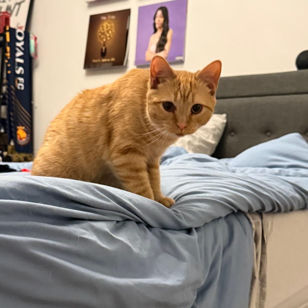 Enlarge Dublin, a Adoptable Domestic Short Hair in Staten Island, NY image 1/4