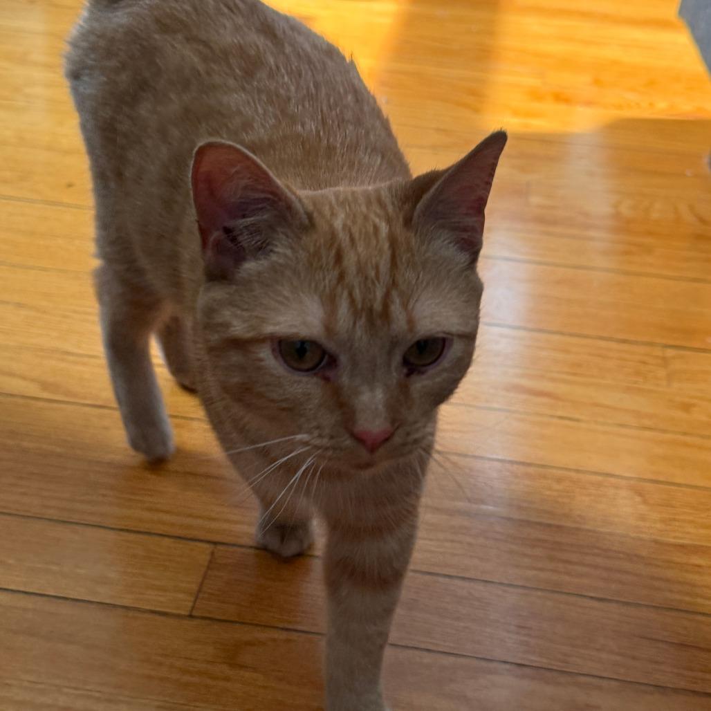 Enlarge Dublin, a Adoptable Domestic Short Hair in Staten Island, NY image 2/4