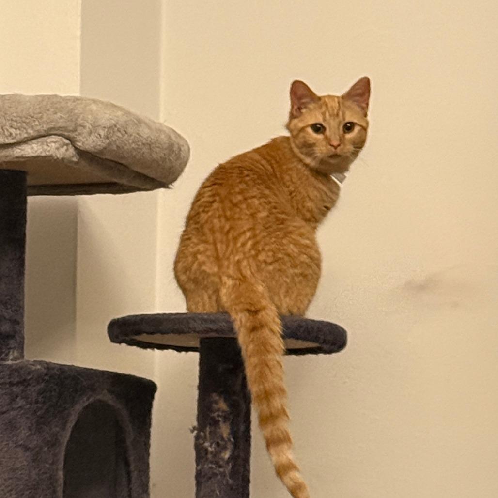 Enlarge Dublin, a Adoptable Domestic Short Hair in Staten Island, NY image 3/4