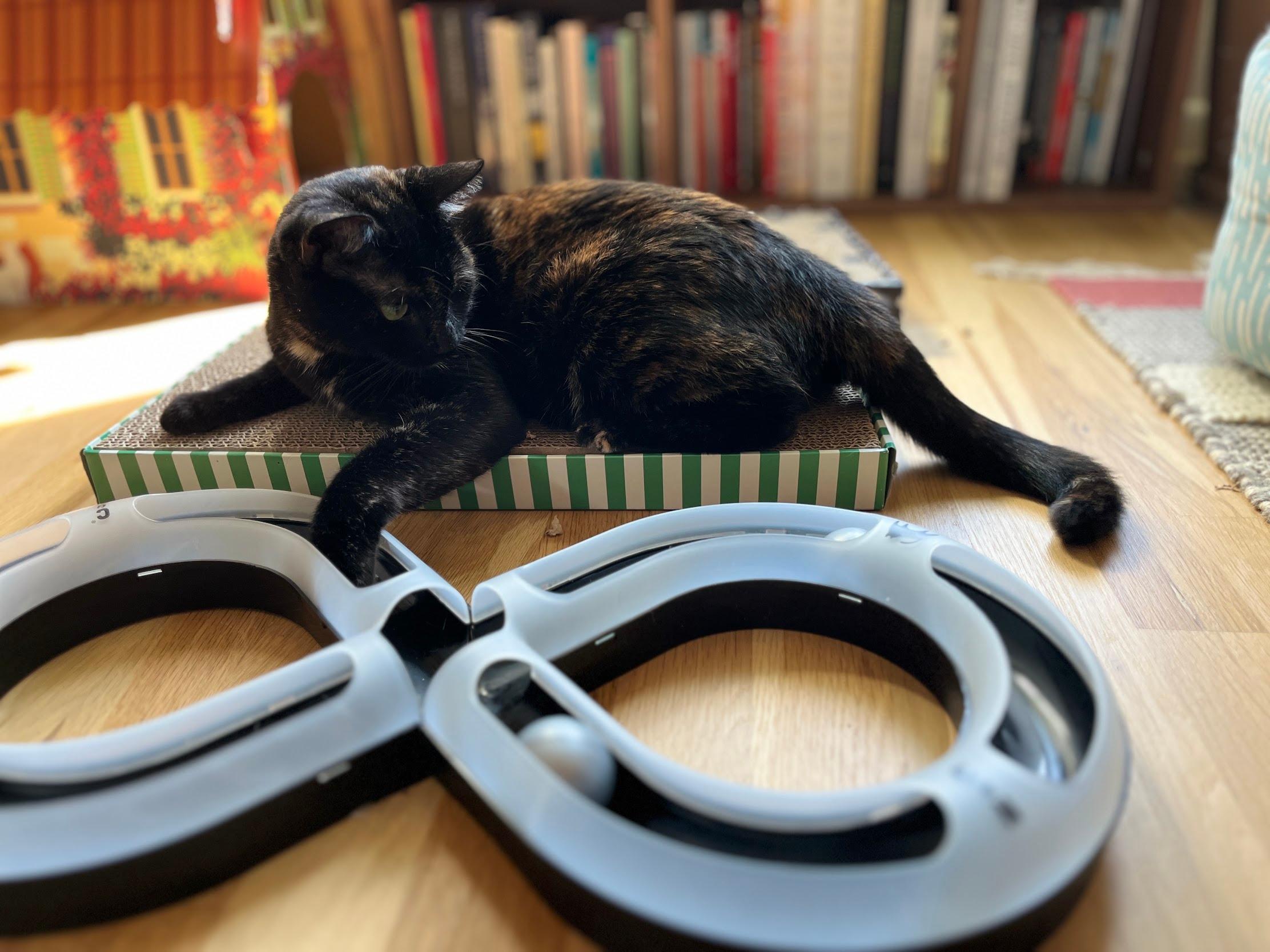 Enlarge Slice, an adopted Domestic Short Hair in Seattle, WA image 3/5