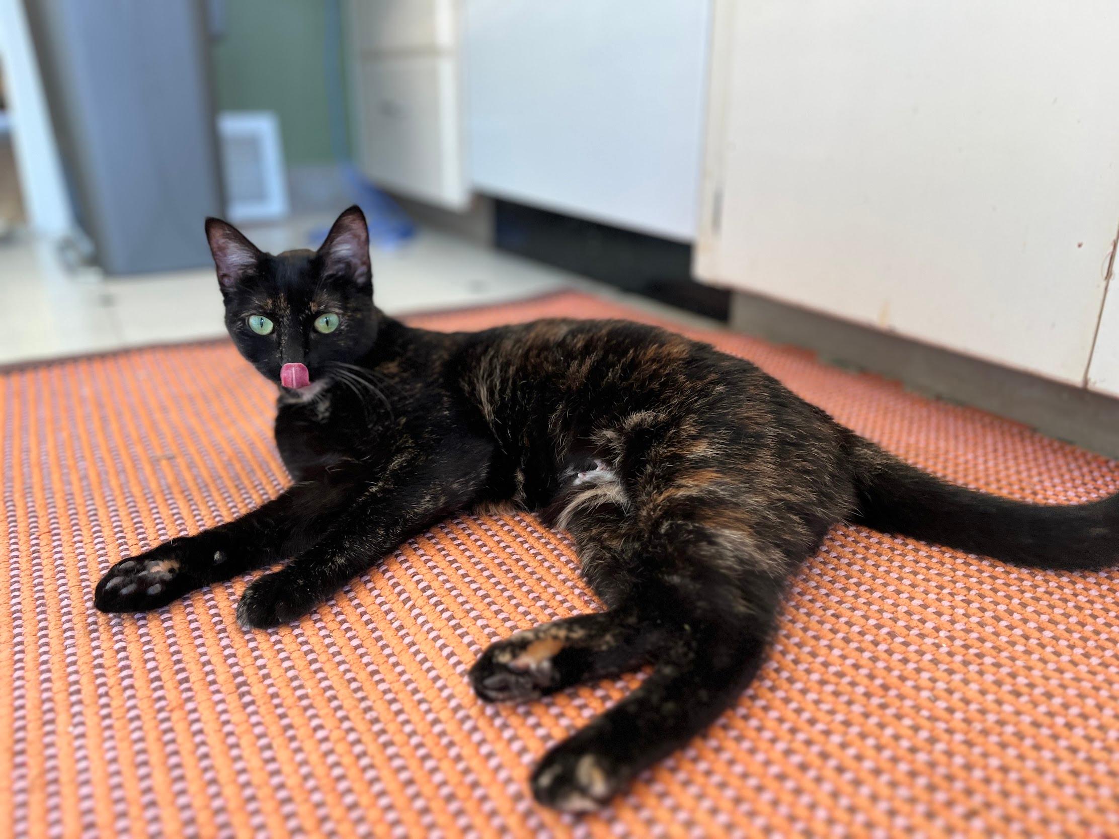 Enlarge Slice, an adopted Domestic Short Hair in Seattle, WA image 2/5
