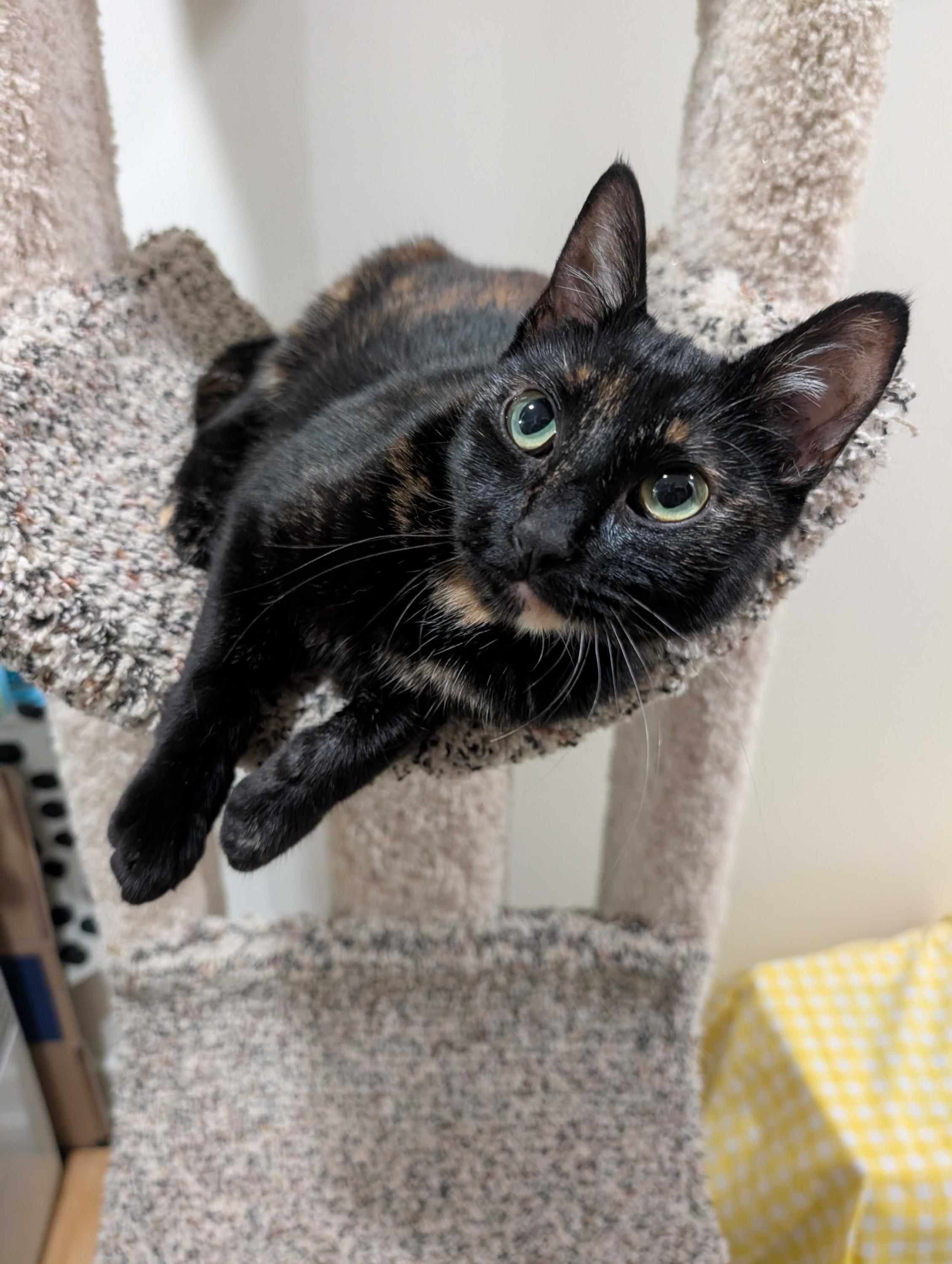 Slice, adopted, Young Female Domestic Short Hair.